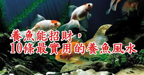 魚 數量 風水|養魚能招財，10條最實用的養魚風水（你一定要知道）